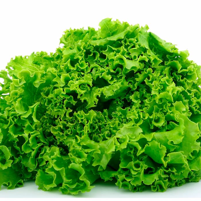 Lechuga