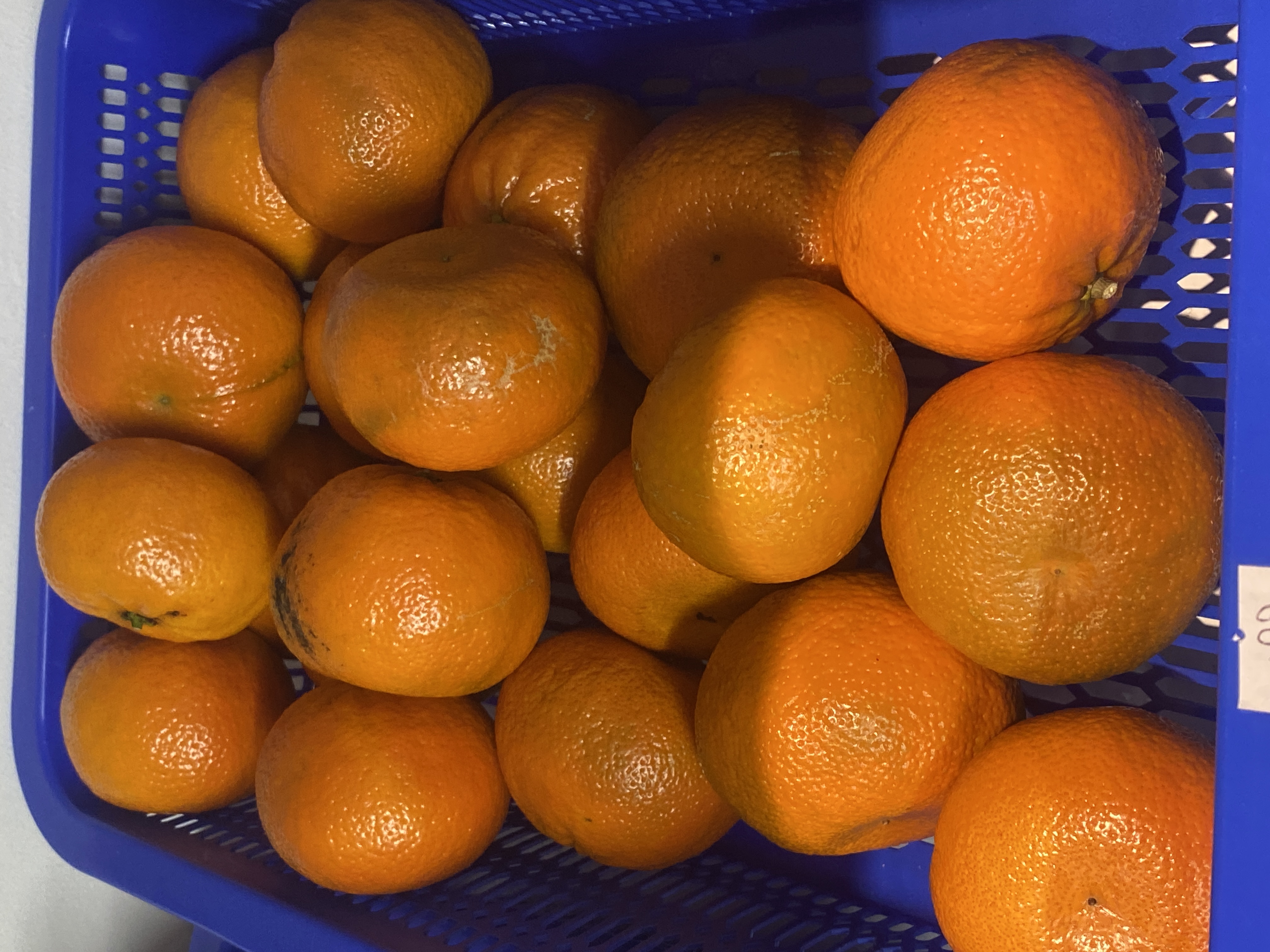 Mandarina / Clementina
